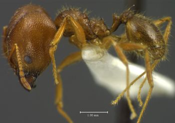 Media type: image;   Entomology 34351 Aspect: habitus lateral view